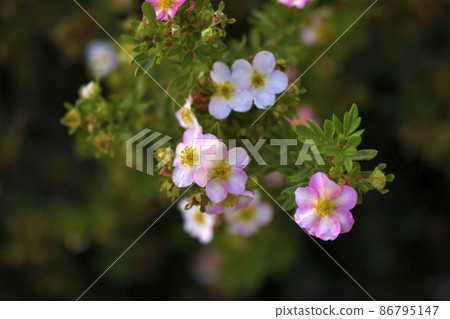 Red flowers of dasiphora shrub lat. dasiphora fruticosa or kuril tea shrubby five - leafed shrub 86795147