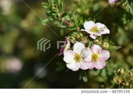 Red flowers of dasiphora shrub lat. dasiphora fruticosa or kuril tea shrubby five - leafed shrub Red flowers of dasiphora shrub lat. dasiphora fruticosa or kuril tea shrubby five - leafed shrub 86795148