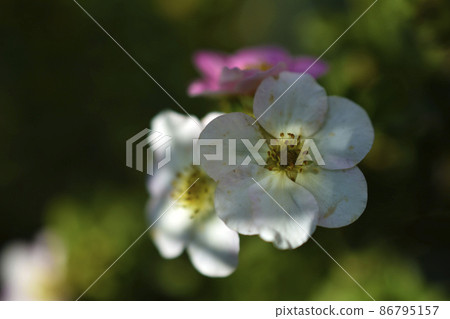 Red flowers of dasiphora shrub lat. dasiphora fruticosa or kuril tea shrubby five - leafed shrub Red flowers of dasiphora shrub lat. dasiphora fruticosa or kuril tea shrubby five - leafed shrub 86795157