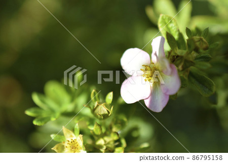 Red flowers of dasiphora shrub lat. dasiphora fruticosa or kuril tea shrubby five - leafed shrub Red flowers of dasiphora shrub lat. dasiphora fruticosa or kuril tea shrubby five - leafed shrub 86795158