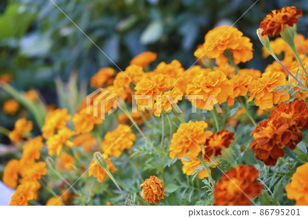 Red and yellow flowers marigolds lat. tagetes is a genus of annual and perennial plants of the asteraceae family 86795201