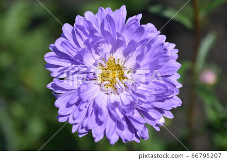 Chinese aster multicolored flowers macro photo 86795207