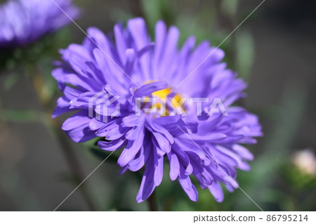 Chinese aster multicolored flowers macro photo 86795214