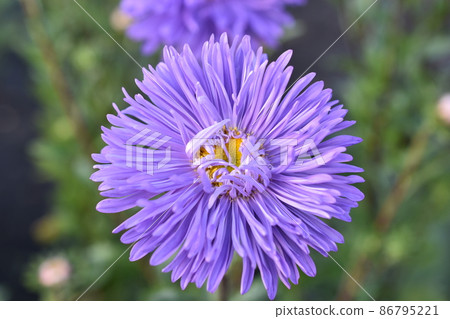 Chinese aster multicolored flowers macro photo Chinese aster multicolored flowers macro photo 86795221