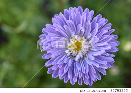 Chinese aster multicolored flowers macro photo 86795225
