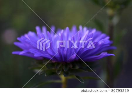Chinese aster multicolored flowers macro photo 86795239