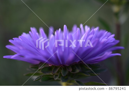 Chinese aster multicolored flowers macro photo Chinese aster multicolored flowers macro photo 86795241