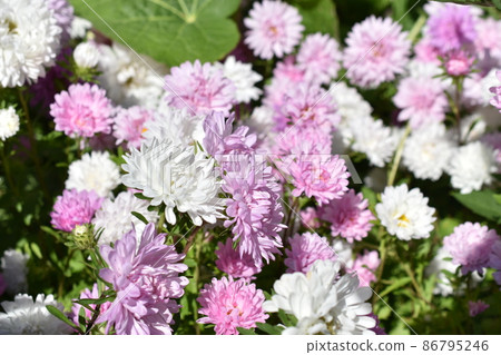 Chinese aster multicolored flowers macro photo 86795246
