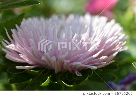 Chinese aster multicolored flowers macro photo 86795265