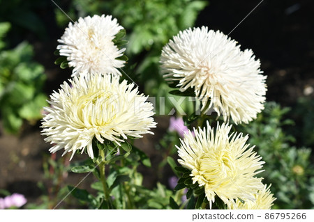 Chinese aster multicolored flowers macro photo 86795266