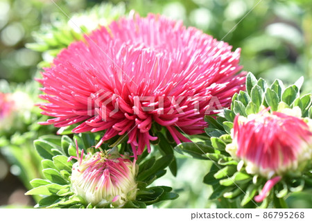 Chinese aster multicolored flowers macro photo 86795268