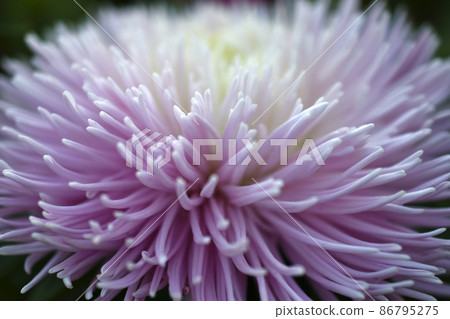 Chinese aster multicolored flowers macro photo 86795275