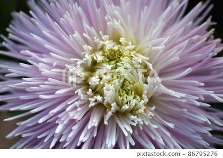 Chinese aster multicolored flowers macro photo 86795276