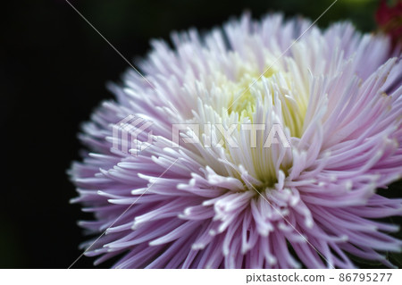 Chinese aster multicolored flowers macro photo Chinese aster multicolored flowers macro photo 86795277