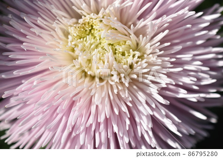 Chinese aster multicolored flowers macro photo 86795280