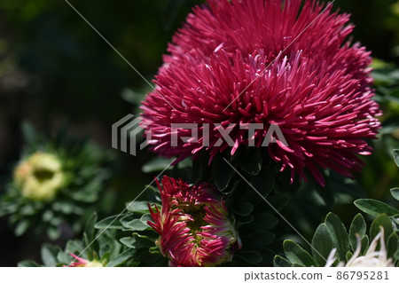 Chinese aster multicolored flowers macro photo Chinese aster multicolored flowers macro photo 86795281
