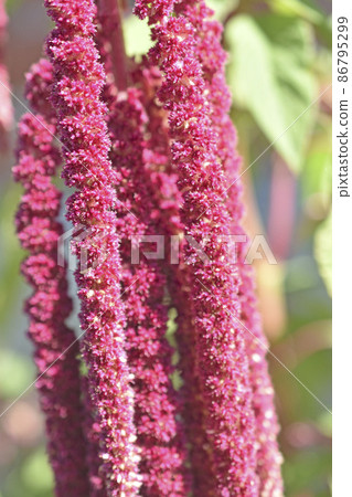 Yellow and red flowers of amaranthus amaranthus in the garden in summer Yellow and red flowers of amaranthus amaranthus in the garden in summer 86795299