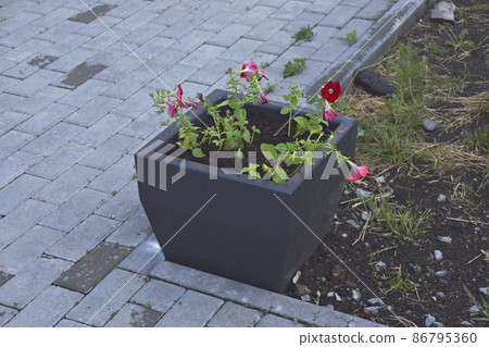 Black square flower bed in the park in the evening Black square flower bed in the park in the evening 86795360