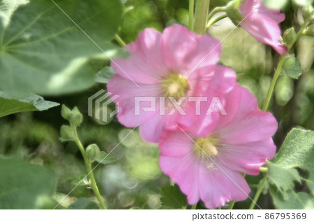 Pink mallow flowers in the garden in summer Pink mallow flowers in the garden in summer 86795369