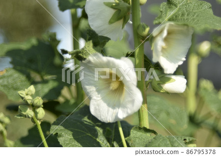 Yellow mallow flowers in the garden in summer Yellow mallow flowers in the garden in summer 86795378