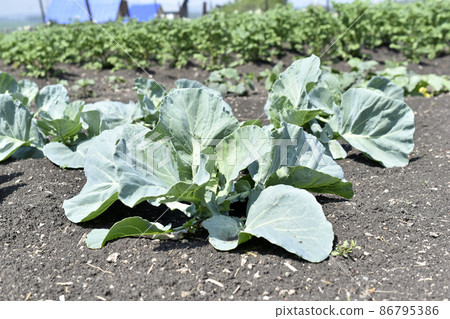 White cabbage planted in the ground in the garden White cabbage planted in the ground in the garden 86795386