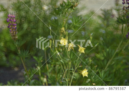 Flowers of aquilegia golden-flowered aquilegia chrysantha in the garden and bokeh Flowers of aquilegia golden-flowered aquilegia chrysantha in the garden and bokeh 86795387