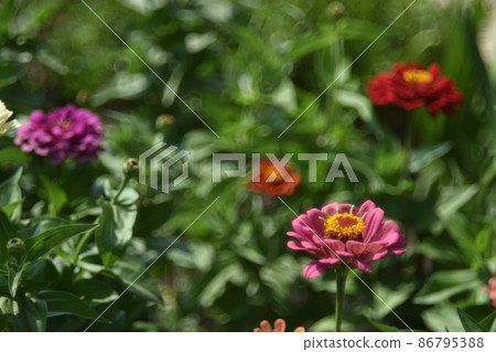 Tsinia flowers in a juicy side in the garden in summer Tsinia flowers in a juicy side in the garden in summer 86795388