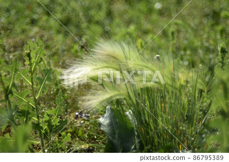 Kovyl is a genus of perennial monocotyledonous herbaceous plants from the Grass family, or Bluegrass Poaceae Kovyl is a genus of perennial monocotyledonous herbaceous plants from the Grass family, or Bluegrass Poaceae 86795389