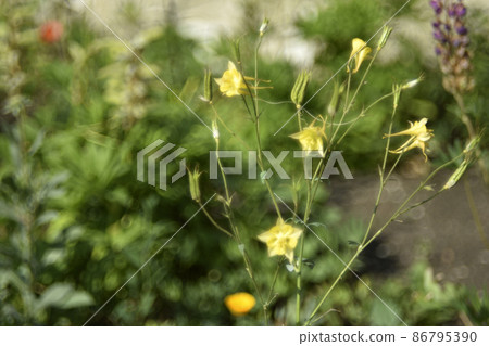 Flowers of aquilegia golden-flowered aquilegia chrysantha in the garden and bokeh Flowers of aquilegia golden-flowered aquilegia chrysantha in the garden and bokeh 86795390