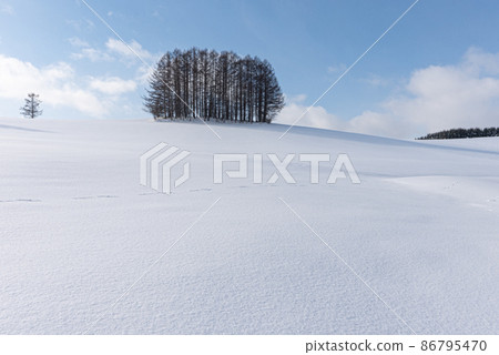 Biei-cho, Hokkaido in winter: Blue sky, white clouds and a mild seven tree that shines in the silver world Biei-cho, Hokkaido in winter: Blue sky, white clouds and a mild seven tree that shines in the silver world 86795470