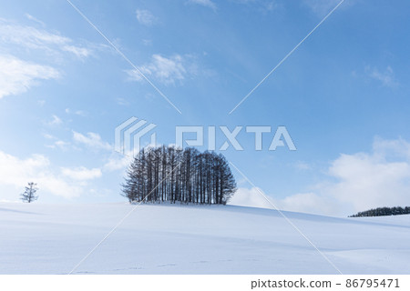 Biei-cho, Hokkaido in winter: Blue sky, white clouds and a mild seven tree that shines in the silver world Biei-cho, Hokkaido in winter: Blue sky, white clouds and a mild seven tree that shines in the silver world 86795471