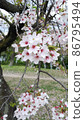 Riverbed, cherry blossoms 86795494