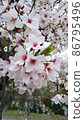 Cherry blossoms on riverbed 86795496