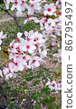 Spring cherry blossoms 86795497