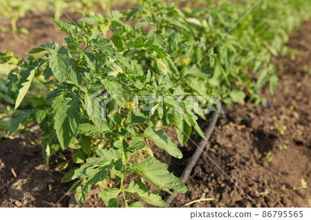 Young sprouts of tomato, close-up, spring shoots on agricultural land 86795565