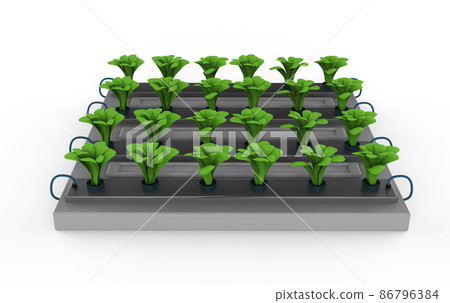 raised plants in garden bed isolated on white raised plants in garden bed isolated on white 86796384