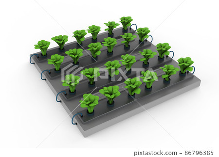raised plants in garden bed isolated on white raised plants in garden bed isolated on white 86796385