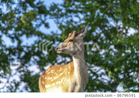 Tsubetsu Pass 蝦夷鹿 夏季北海道 86796591