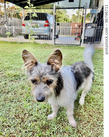 Small dog walk Small dog walk 86796711