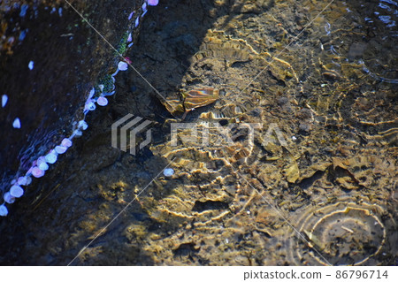 山口花瓣水邊 86796714