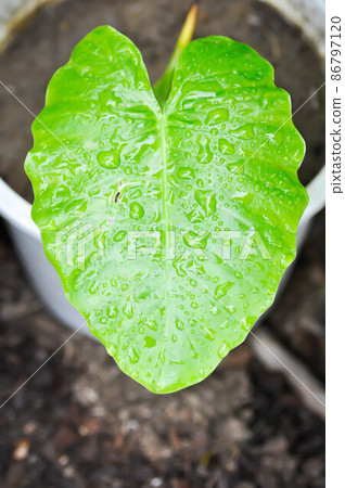 Alocasia, Alocasia macrorrhizos or Alocasia plant or dew drop Alocasia, Alocasia macrorrhizos or Alocasia plant or dew drop 86797120