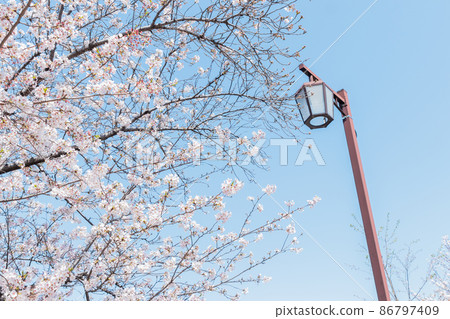 Sakura and street light Sakura and street light 86797409