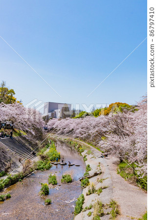 Yamasaki River in the blue sky and cherry blossoms in full bloom 86797410