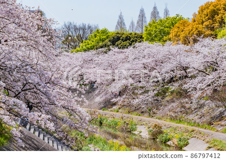 山崎川和盛開的櫻花 山崎川和盛開的櫻花 86797412