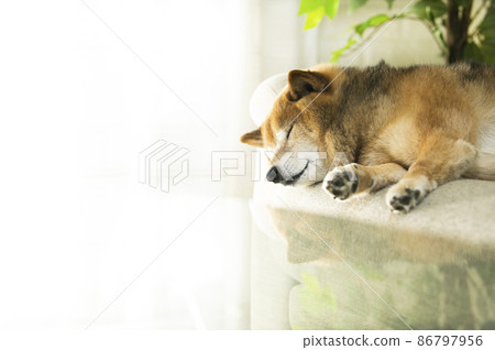 Sleeping Shiba Inu Sleeping Shiba Inu 86797956
