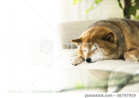 睡覺的Shiba Inu 86797959