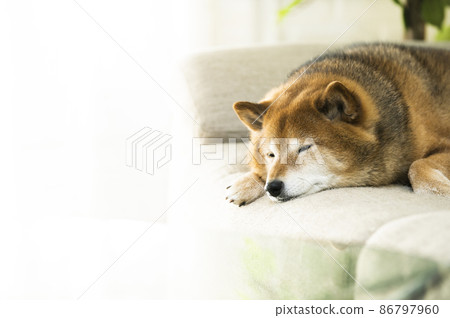 Sleeping Shiba Inu 86797960
