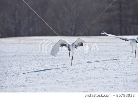 Red-crowned crane (Tsurui, Hokkaido) running up before taking off from the feeding area Red-crowned crane (Tsurui, Hokkaido) running up before taking off from the feeding area 86798038