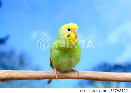 Budgerigar staying on a branch 86798122
