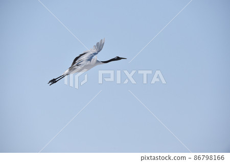 Tan butterfly flying in the sky (Hokkaido · Tsurui) 86798166